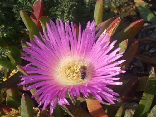 Purple Flower With Bee.