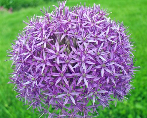 Purple Flower