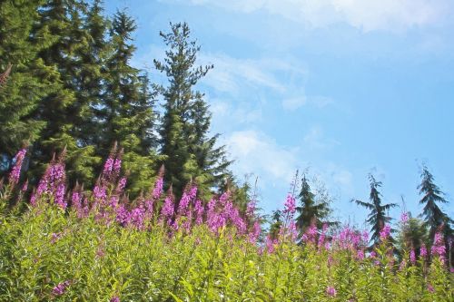 purple flowers summer nature