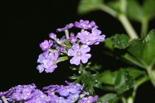 serfina flowers purple