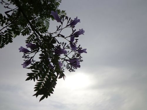 purple flowers sun sunlight