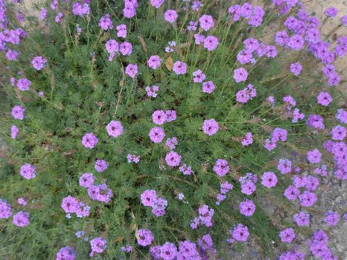 purple flowers floral plants