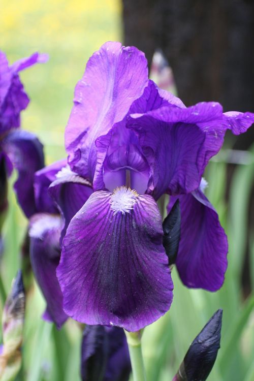 purple flowers floral garden