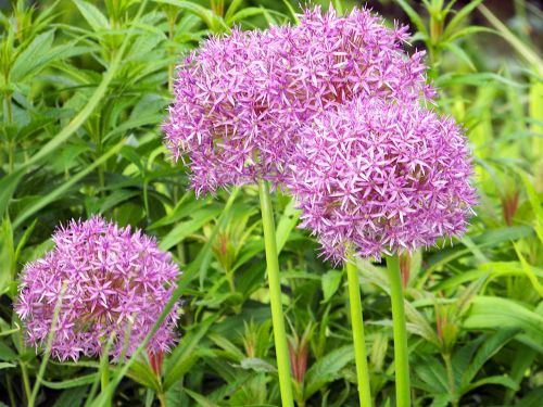 Purple Flowers