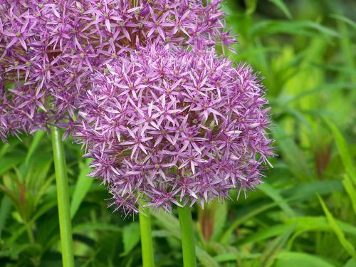 Purple Flowers