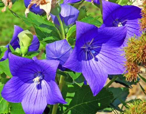 Purple Flowers