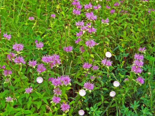 Purple Flowers