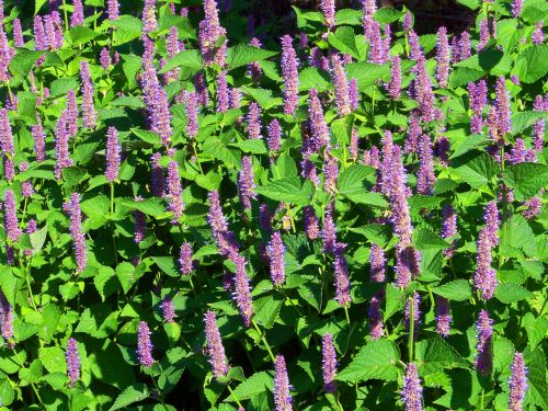 Purple Flowers