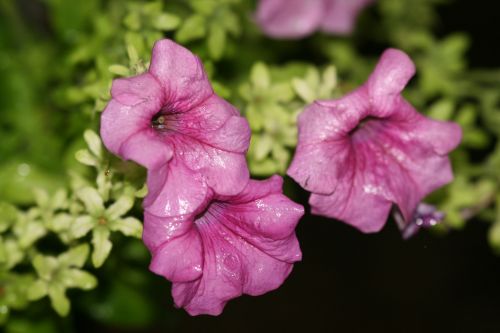 Purple Flowers