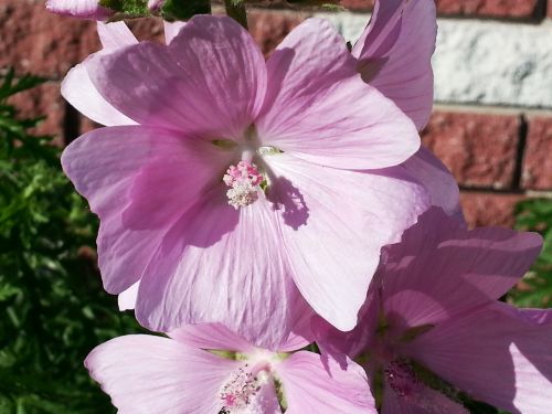 Purple Flowers