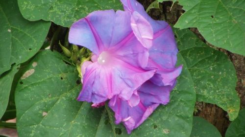 Purple Flowers