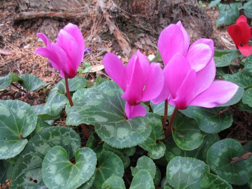 Purple Flowers