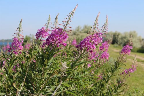 Purple Flowers