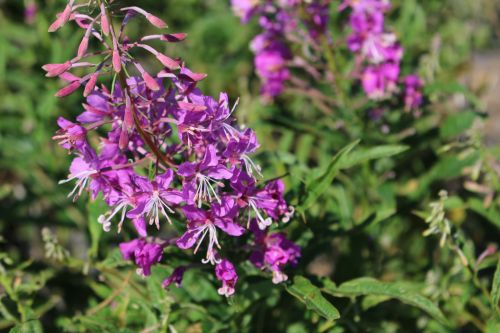 Purple Flowers