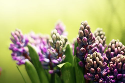 Purple Flowers