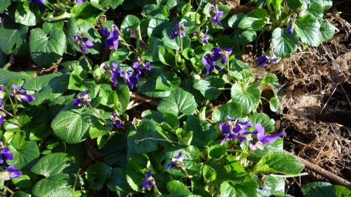 Purple Flowers