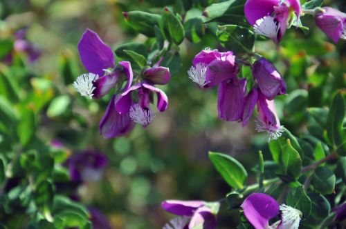 Purple Flowers