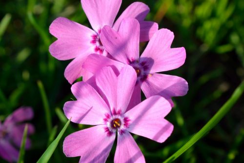 Purple Flowers