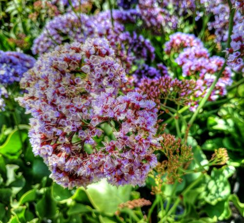 Purple Flowers