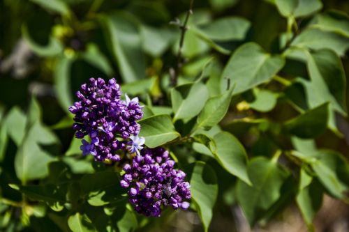 Purple Flowers