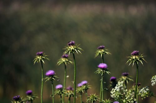 Purple Flowers