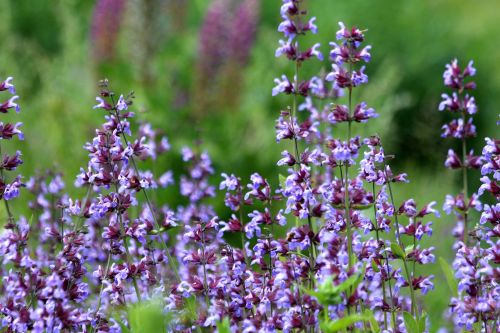 purple flowers summer flowers summer