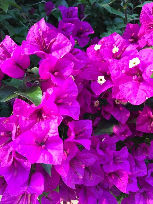 purple flowers magenta nature