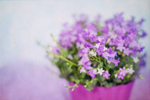 purple flowers spring bouquet