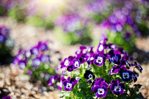 purple flowers flowers spring