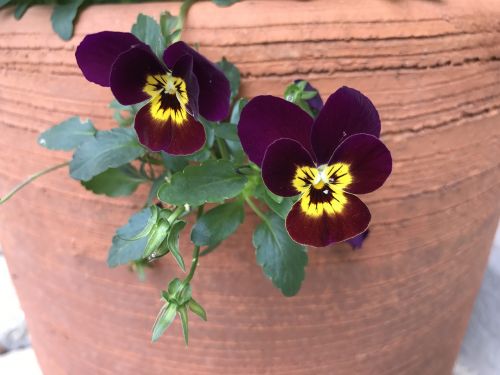 purple flowers deep contrast floral