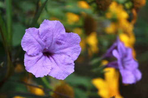 purple flowers plant macro