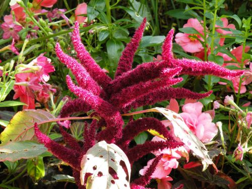 Purple Flowers