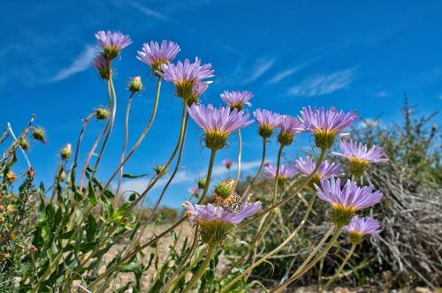 purple flowers sky spring