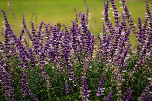 purple flowers floral nature
