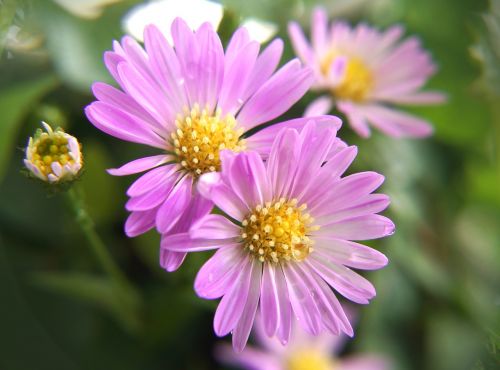 purple flowers purple daisies wildflowers