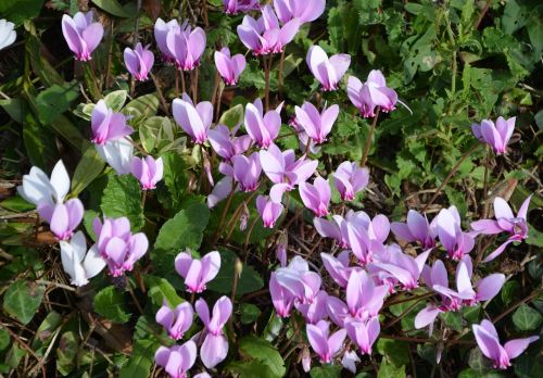 purple flowers green leaves nature