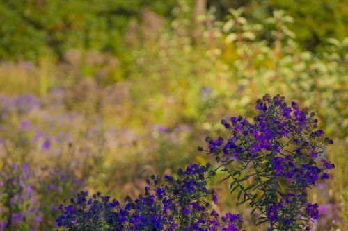 purple flowers landscape floral
