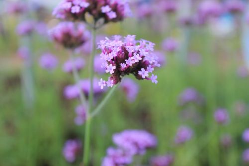 purple flowers flowers flower