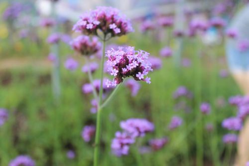 purple flowers flowers flower