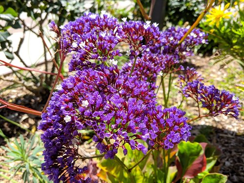 purple flowers  natural