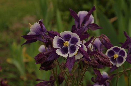 purple flowers  flower