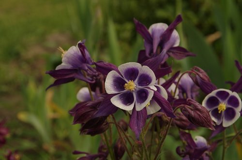 purple flowers  flower