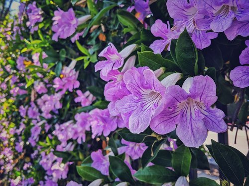 purple flowers  natural