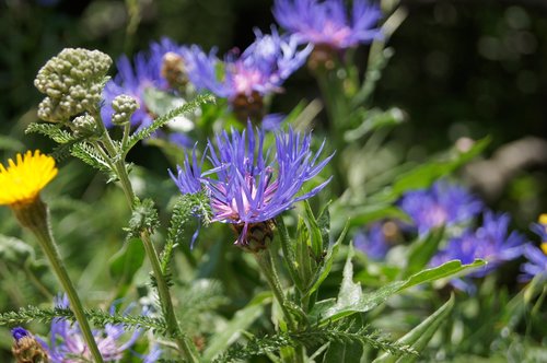 purple flowers  vercors