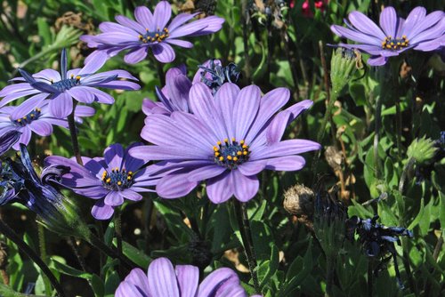 purple flowers  purple  flowers