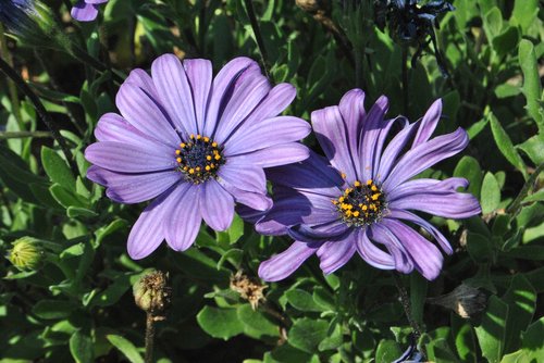 purple flowers  purple  flowers