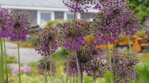 purple flowers  globe flowers  monhegan island