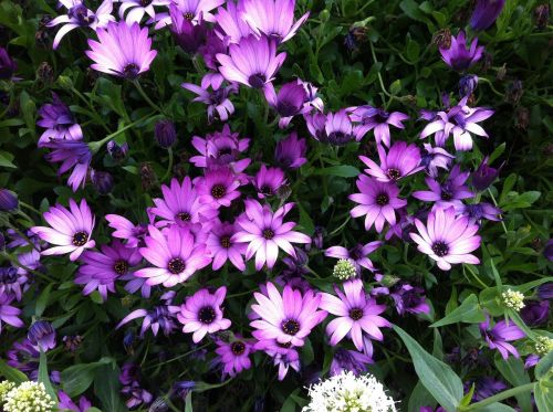 purple flowers lilac flowers spring