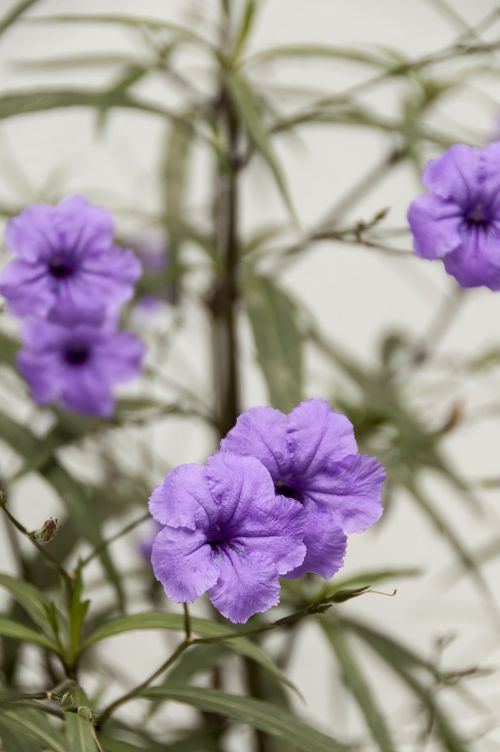 petunia purple flowers violet