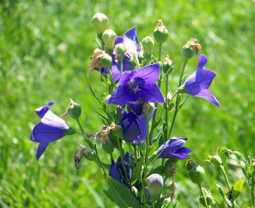 Purple Flowers And Buds